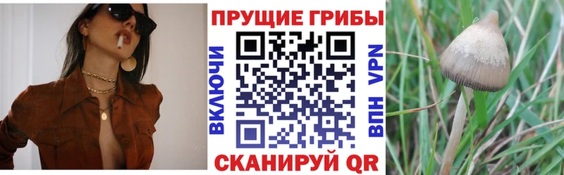 купить наркотик Колпашево Галлюциногенные грибы прущие грибы